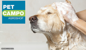Perfeito para seu cãozinho: banho, tosa higiênica, corte de unhas e limpeza de ouvido na Pet Campo Agroshop, para cães até 15kg a partir de R$ 19,99