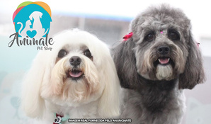 Escolha a opção para seu cãozinho: banho, tosa higiênica, com máquina ou tesoura na Animale Pet Shop, válido de segunda a sábado para cães até 10kg a partir de R$ 19,99