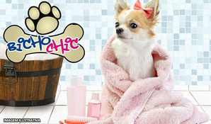 Banho, tosa higiênica, corte de unhas e limpeza de ouvido para cães até 10kg no Bicho Chic Estética Animal, válido de segunda a sábado