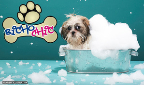 Banho, tosa higiênica, corte de unhas e limpeza de ouvido para cães até 10kg no Bicho Chic Estética Animal, válido de segunda a sábado