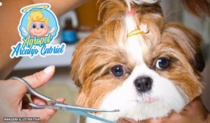 Banho, tosa higiênica, corte de unhas e limpeza de ouvido para cães até 10kg na Agropet Arcanjo Gabriel, válido de segunda a sábado