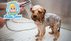 Banho, tosa higiênica, corte de unhas e limpeza de ouvido para cães até 10kg na Agropet Arcanjo Gabriel, válido de segunda a sábado