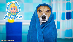 Banho, tosa higiênica, corte de unhas e limpeza de ouvido para cães até 10kg na Agropet Arcanjo Gabriel, válido de segunda a sábado