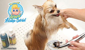 Banho, tosa higiênica, corte de unhas e limpeza de ouvido para cães até 10kg na Agropet Arcanjo Gabriel, válido de segunda a sábado