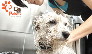 Banho, tosa geral na máquina, corte de unhas e limpeza de ouvido para cães até 10kg na Cia das Patas Pet Shop, válido de segunda a sexta