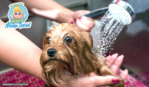 Banho, tosa higiênica, corte de unhas e limpeza de ouvido para cães até 10kg na Agropet Arcanjo Gabriel, válido de segunda a sábado