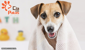 Seu cãozinho, um charme! Pacote mensal de 4 banhos + tosa higiênica para cães de até 10kg na Cia das Patas Pet Shop, válido de segunda a sexta