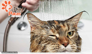 Limpinho e Cheiroso! Banho + corte de unhas para gatos na Cia das Patas Pet Shop, válido de segunda a quarta
