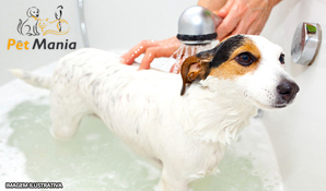 Seu cãozinho limpinho e cheiroso! Banho + tosa higiênica + limpeza nos ouvidos + corte das unhas na Pet Mania, válido de segunda a sexta