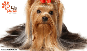 Hoje é dia de brilhar! Banho, tosa higiênica, corte de unhas e limpeza de ouvidos para cães até 10kg na Cia das Patas Pet Shop, válido de segunda a quarta