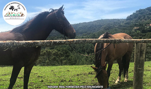 Urubici - Serra do Panelão - SC: 30 minutos de passeio de cavalo, válido para 1 pessoa com o Rancho da Montanha