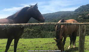 Urubici - Serra do Panelão - SC: 30 minutos de passeio de cavalo, válido para 1 pessoa com o Rancho da Montanha