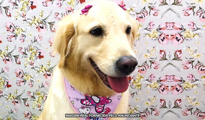 BANHO E TOSA CRICIÚMA: banho quentinho e relaxante com tosa higiênica para cães até 10kg no centro de Criciúma