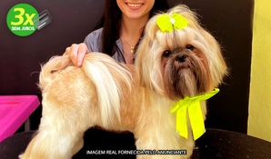 PONTO DOS BICHOS PET SHOP: combo de banho + corte de unhas OU combo de banho + tosa baixa na máquina para cães até 10kg, no centro de Criciúma